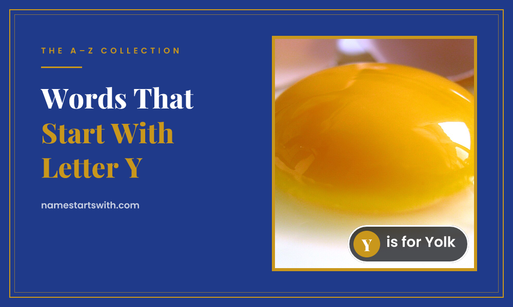 Yolk — words that start with Y